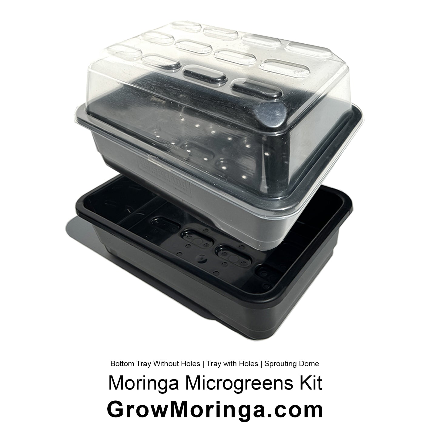 Moringa Microgreens Kit | Indoor DIY Sprouting Dome