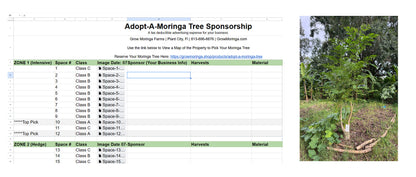 Adopt-a-Moringa Tree Sponsorship
