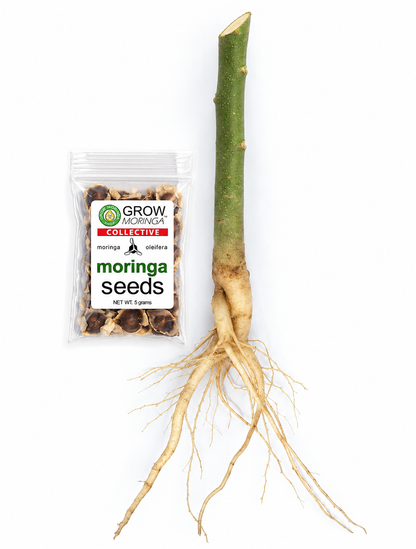Big Moringa Trees | 6-12 Month Head Start