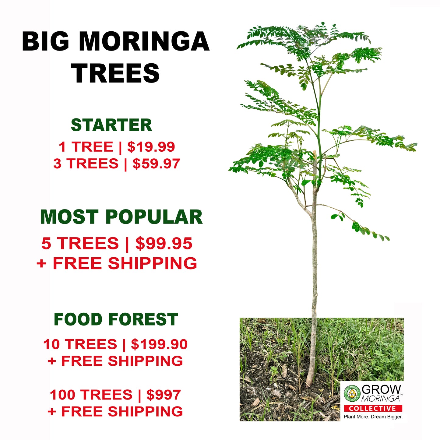 Big Moringa Trees | Bare Root | USA Grown | Free Moringa Seeds