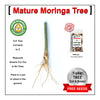 Mature Moringa Trees