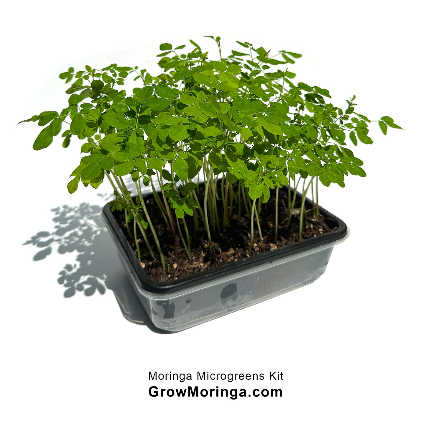 Moringa Microgreens Kit | Sprouting Dome with Seeds, Soil, Perlite & Fertilizer