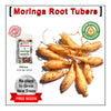 Moringa Root Tubers