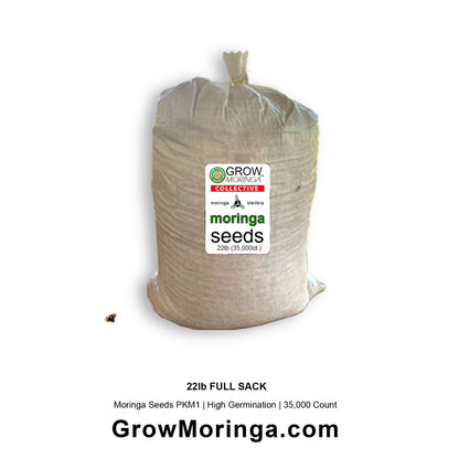 Moringa Seeds PKM1 | High Germination | 100 to 35,000 Count