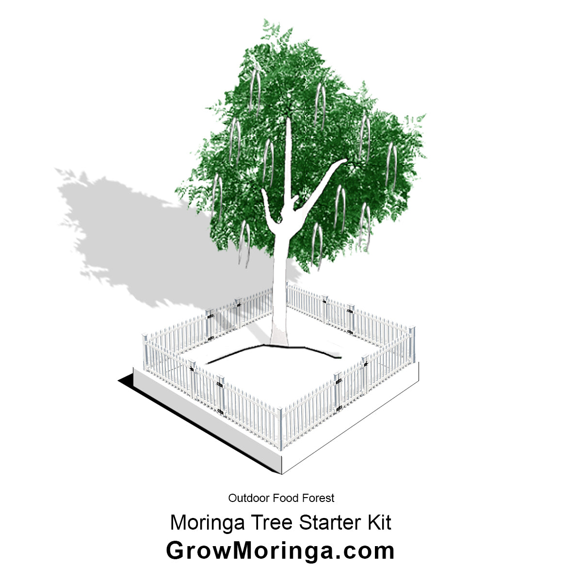 Moringa Tree Starter Kit | Outdoor Food Forest