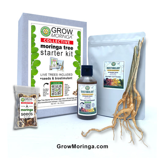 Moringa Tree Starter Kit