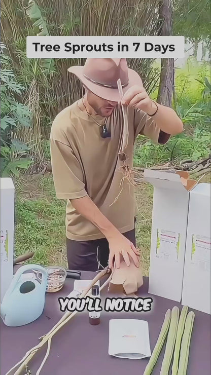 Big Moringa Trees | 6-12 Month Head Start
