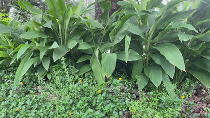 Turmeric Root | Fresh Picked | Orange Curcuma Longa