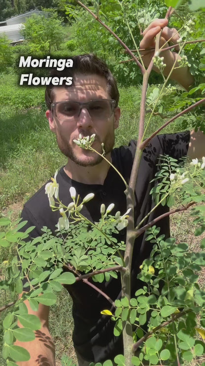 Moringa Flowers