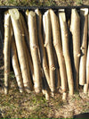 Moringa Cuttings