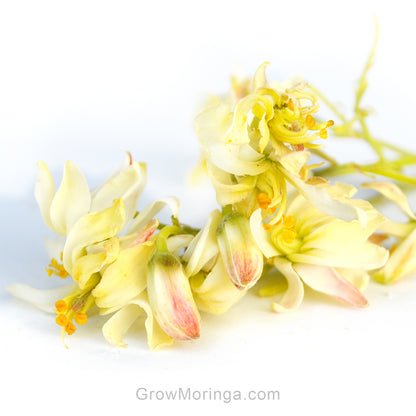 Moringa Flowers