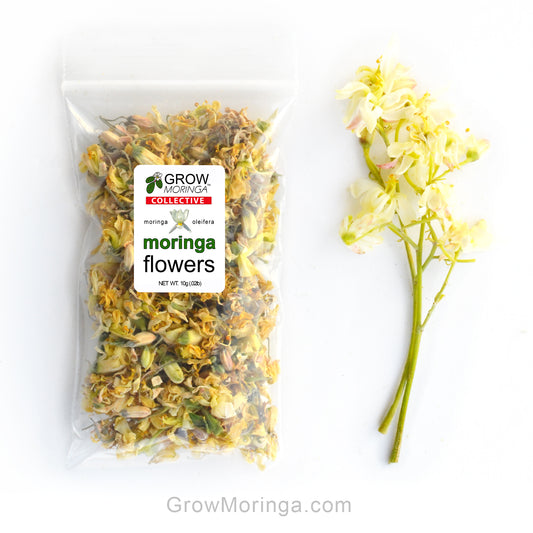 Moringa Flowers USA
